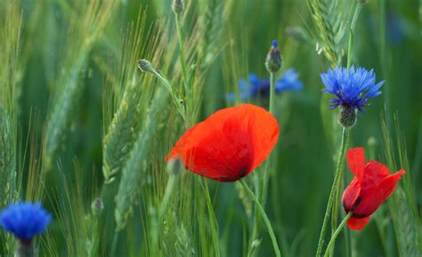 Klatschmohn Und Kornblumen