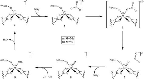 Schematic description of the mechanism for nitrate reduction at the NR ...