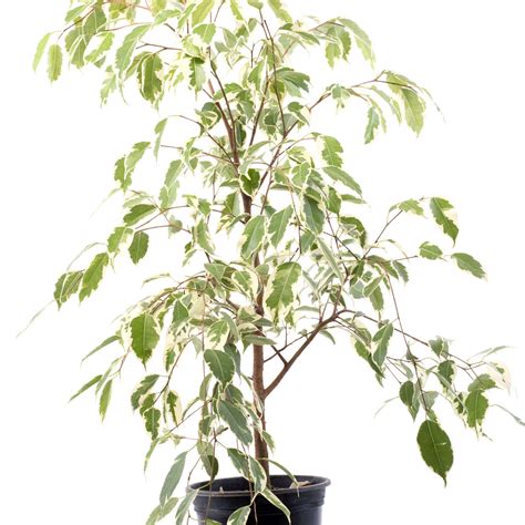 Ficus Benjamina Samantha M17 Zoe Nursery