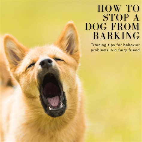 How To Stop A Dog From Barking Dog Training For Behavior Problems