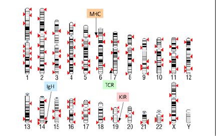 Immune Response Genes Chromosomal Position Of Genes Categorized Under