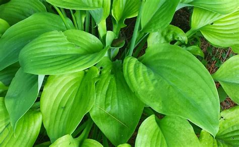 Hostas Under Pine Trees | Noah&Nolan