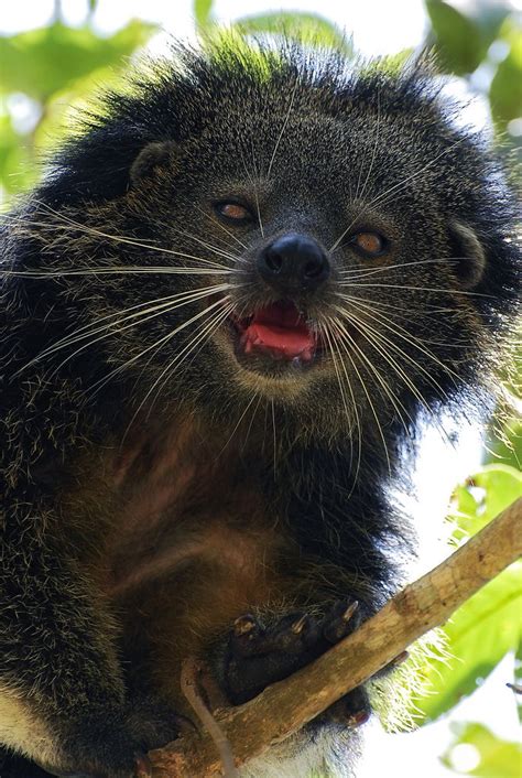 The Binturong (Arctictis binturong), also known as the Asian Bearcat ...