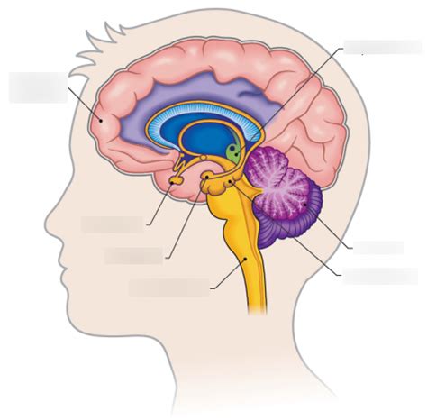 Les Structures Du Cerveau Diagramme Diagram Quizlet