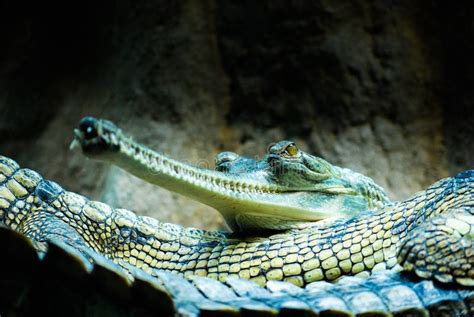 Gharials stock photo. Image of mouth, hunter, predator - 30866564