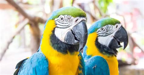 How To Sell Your Macaw? 3 Effective and Easy Steps to Do It Like A Pro ...