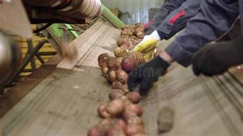 Workers Sort Potatoes On Conveyor Manual Sorting Of Potatoes From