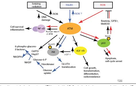 Figure 2 From The Atm Protein Kinase And Cellular Redox Signaling