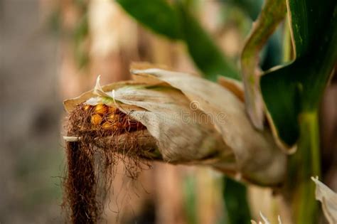 Drought Disaster Bad Corn Corn Field Agronomy Harvest Stock Photo