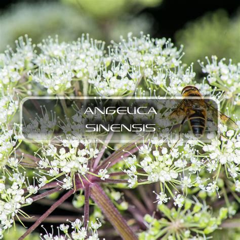 Angelica Sinensis Interstellar Blends Activate Your Super Powers