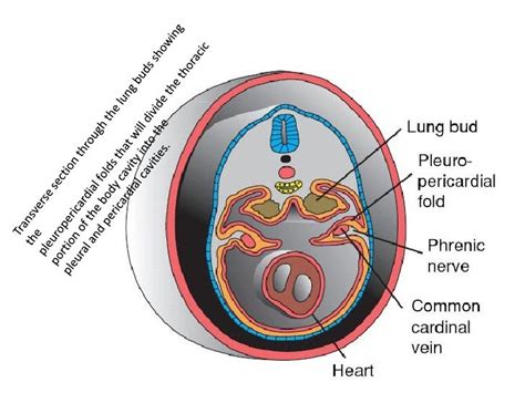 Embryology Liverpancreasspleen And Respiratory System