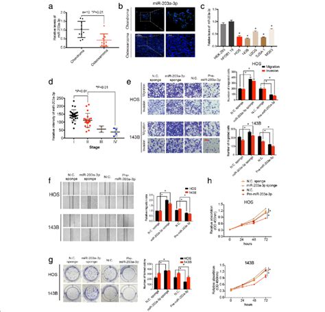 MiR 203a 3p Regulates The Migration Invasion And Proliferation Of OS