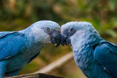 How many blue macaws are left in the world?