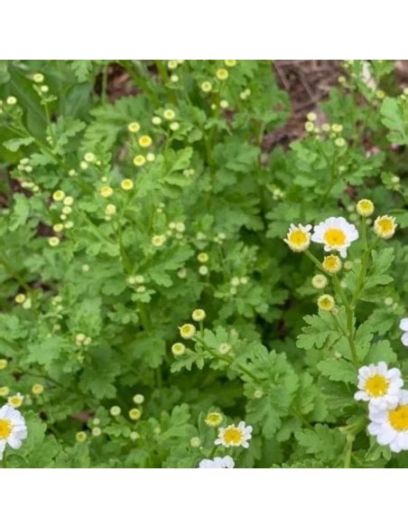 Grande Camomille Tanacetum Parthenium