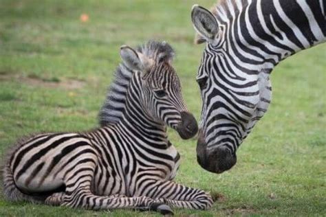 Ejemplos de animales herbívoros Enciclopedia de Ejemplos