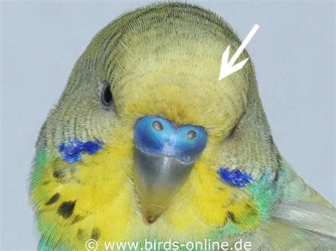 Junge Wellensittiche Erkennen Birds Online