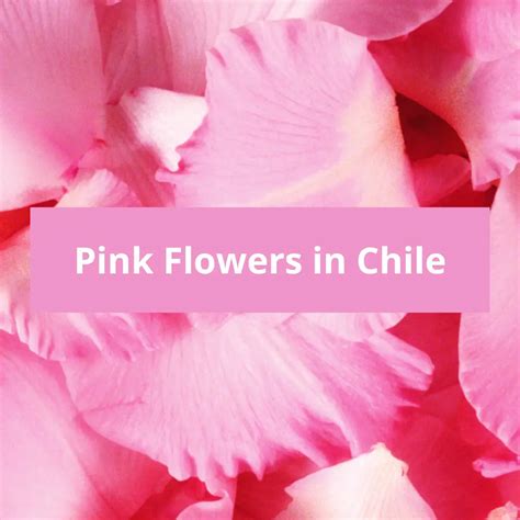 Pink Flowers in Chile