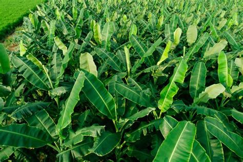 Premium Photo Aerial View Of Banana Trees Growing At Field