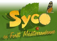 Syco La D Couverte De La For T M Diterran Enne