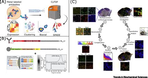 Single Cell Proteomics Trends In Biochemical Sciences