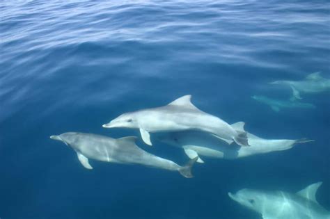 How Do Dolphins Sleep Whale And Dolphin Conservation Australia