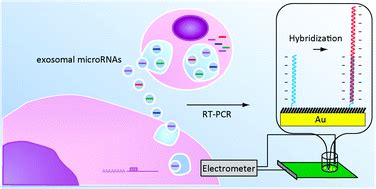 A Label Free Electrical Detection Of Exosomal Micrornas Using