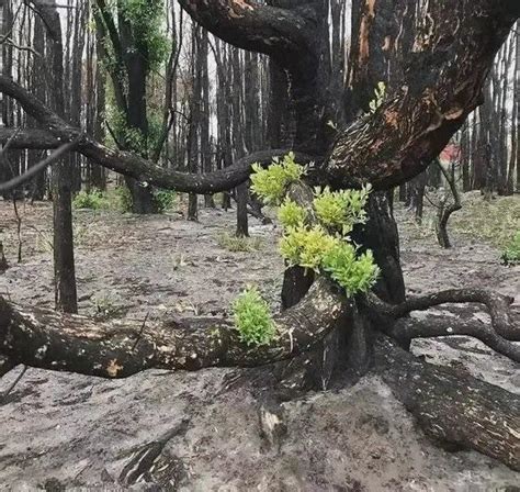 澳洲大火过后，植物焚烧后的草木灰肥力惊人，大自然快速恢复生机大自然草木灰肥力新浪新闻