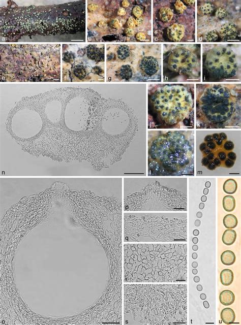 Sexual Morph Of Trichoderma Rosulatum Hmas 252548 A Fresh Stromata Download Scientific