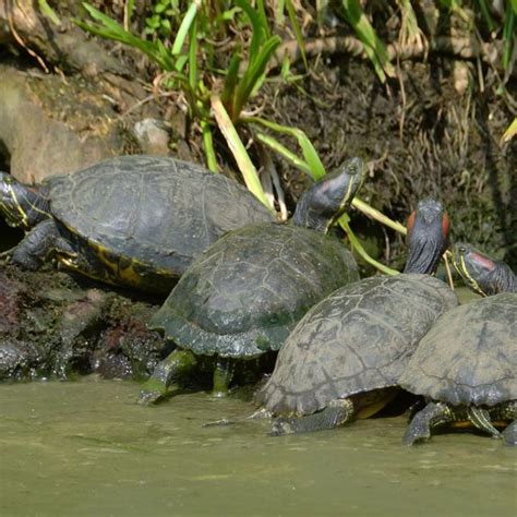 Are Red Eared Sliders Invasive All Turtles