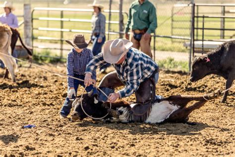 190+ Cowboys Branding Cattle Herd Cows Stock Photos, Pictures & Royalty-Free Images - iStock