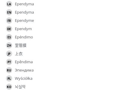 Ependyma - vet-Anatomy - IMAIOS