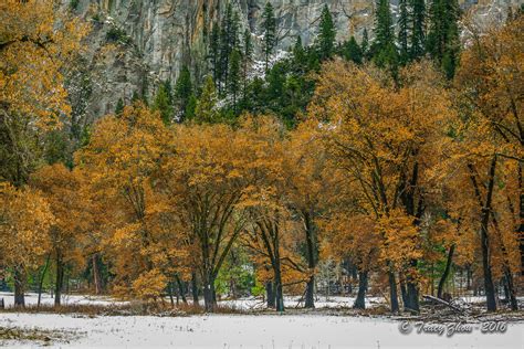 Yosemite: Snow White, Fairytale Forest – California Fall Color