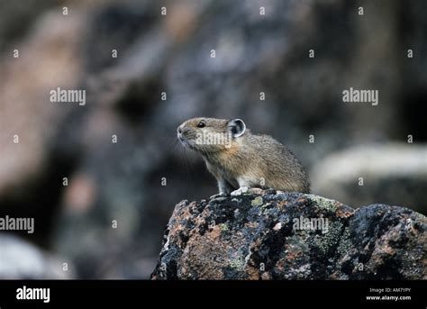 American Pika Ochotona Princeps Mouse Hare Coney Pika Sitting On