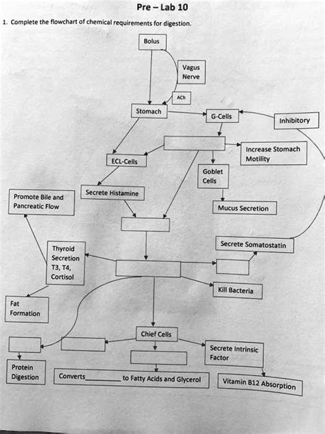 SOLVED: Pre-Lab10 1.Complete the flowchart of chemical requirements for ...