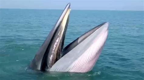 Have You Ever Seen How A Brydes Whale Hunts Youtube