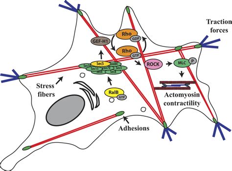 Model Outlining The Role Of RalB Exocyst Pathway In The Dissemination