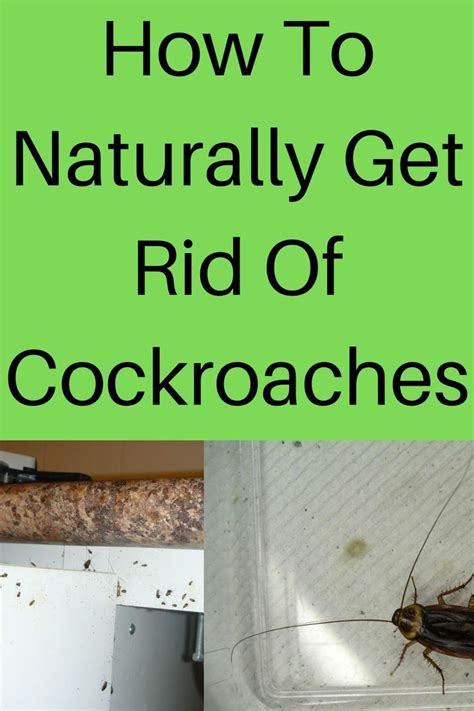 How To Get Rid Cockroaches Using Home Remedes Artofit