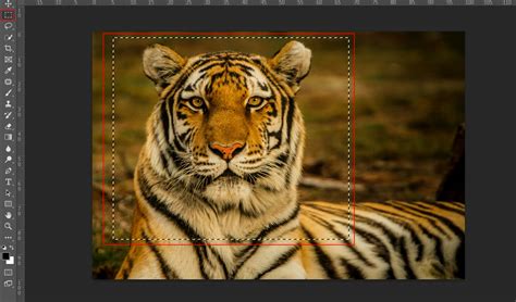 Floral Tiger Photo Manipulation Tutorial - Photoshop Tutorials