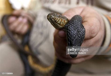 307 Wildlife Of Iraq Stock Photos High Res Pictures And Images