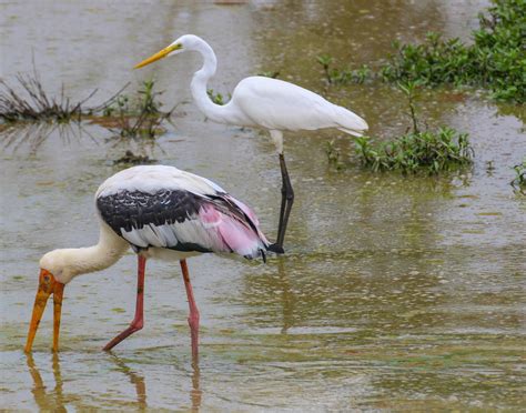 Cannundrums: Painted Stork