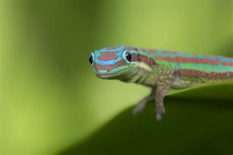 Mauritius Ornate Day Gecko Phelsuma Ornata Belle Mare M Flickr