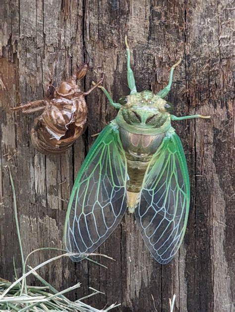 Common Swamp Cicada From Pompton Plains Pequannock Township NJ 07444