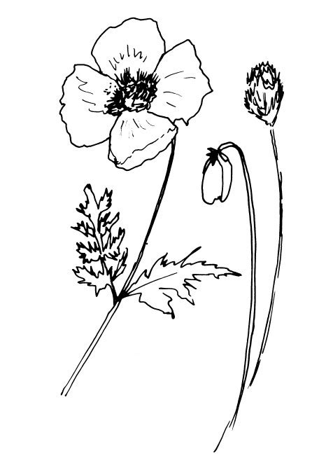 Poppy Flower Outline Drawing | Best Flower Site