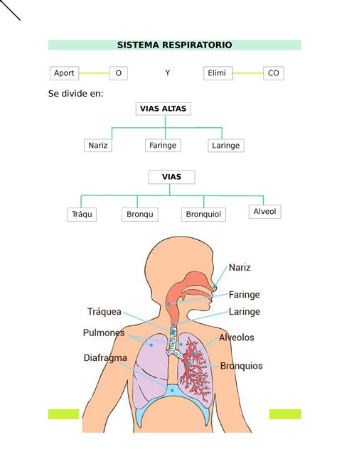 Sistema Respiratorio Vias Altas Nariz Faringe Laringe Sistema