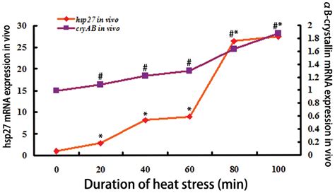 Expression Profiles Of Heat Shock Protein 27 And αb Crystallin And