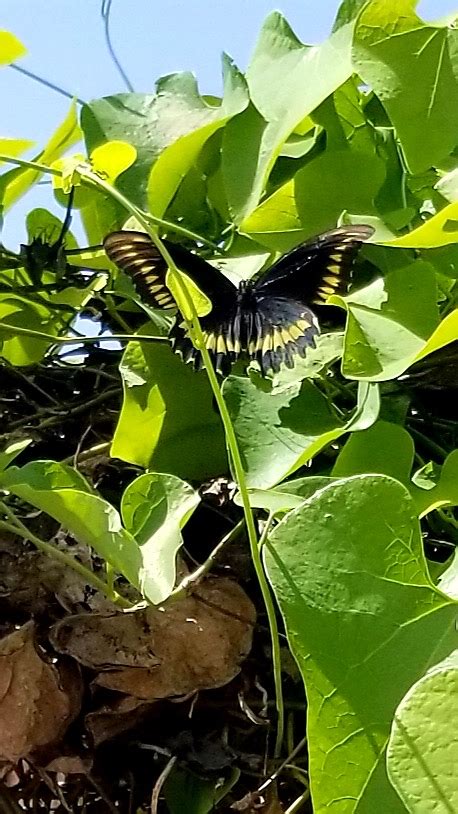 Butterfly Gardens – Anyone Can Have One | Calusa Garden Club of Marco Island