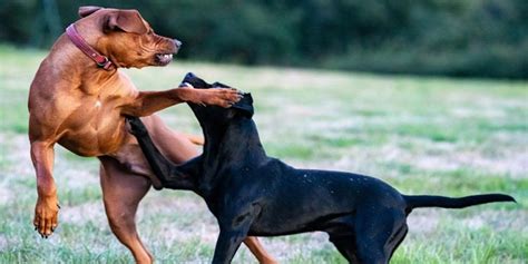 ¿cómo Detener Una Pelea De Perros Últimas Noticias