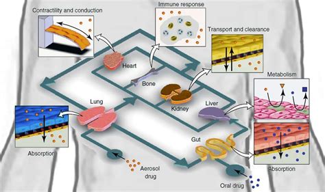 Recent Research Breakthroughs In Lung On Chip Technology Elveflow