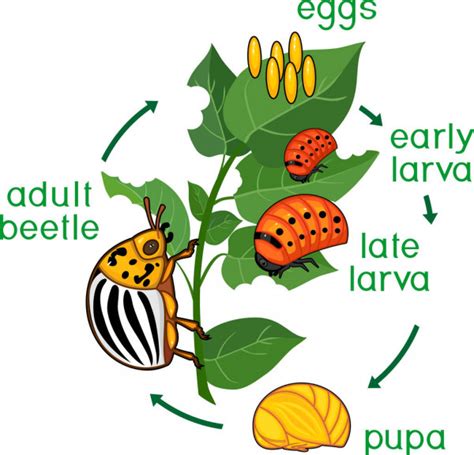 Life Cycle Colorado Potato Beetle Leptinotarsa Decemlineata Stock ...