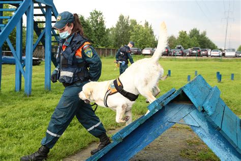 Собаки на службе (51 фото) - картинки sobakovod.club